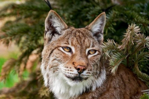 Europski ris - elegantan grabežljivac